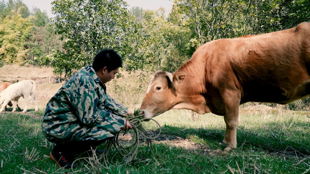 天顺娱乐：95 后青年返乡创业：回村养牛，逆流而上
